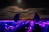leek field in the netherlands lighted up in blue and red light as part of the luminous installation Grow by Dutch designer Da