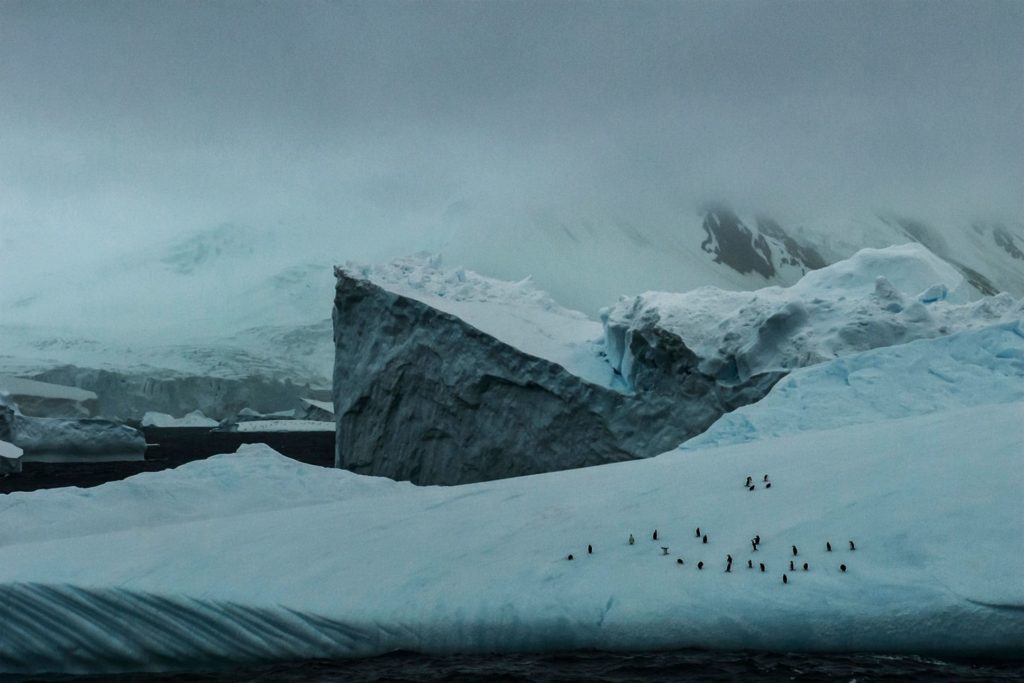 Penguins in Antartica