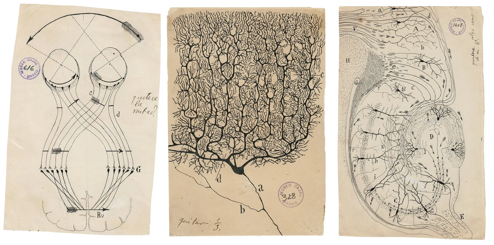 the illustrations of the brain by  Santiago Ramón y Cajal are great examples of science art